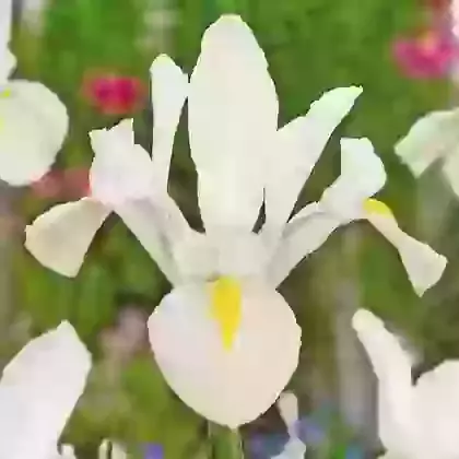 White van Vliet